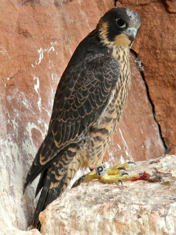 Juveniler Wanderfalke mit baden-württembergischem Kennring (Foto: M. Walter, 2015)