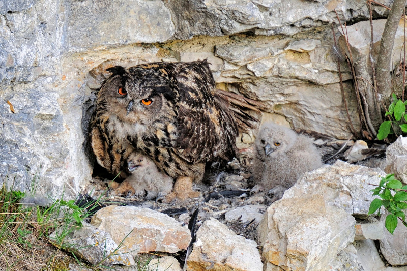 uhu bruetet am fels im nest zoller 800 Uhu brütet am Fels im Nest