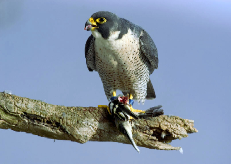 wanderfalke mit beute auf baum Wanderfalke mit Beute auf einem Ast