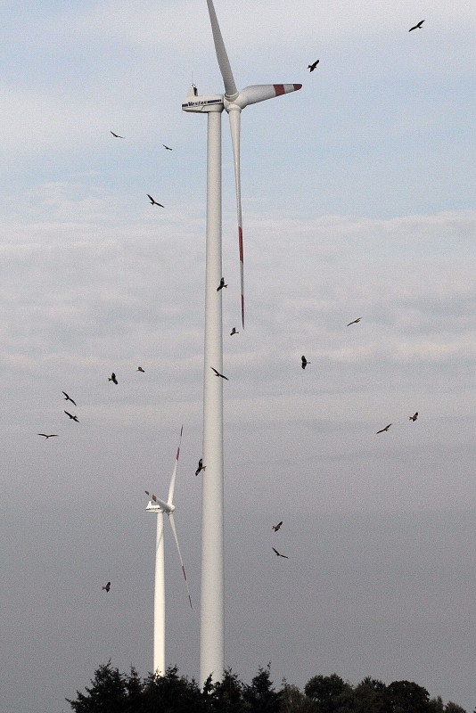windpark-mit-greifvögeln am windrad-kl Greifvögel - Milane - umkreisen Rotoren eines Windrads einer Windkraftanlage in einem Windpark